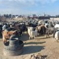 ردپای تخلف زیست محیطی در قلعه صدری قم