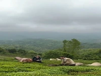 برداشت برگ سبز چای از گیلان جان