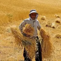 کشاورزها دیگر گندم نسیه نمی‌فروشند