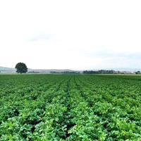 چالش‌های تولید سیب‌زمینی در استان اردبیل بررسی شد