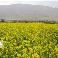 این داده‌ها چگونه به مزرعه می‌روند
