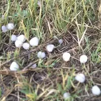 خسارت تگرگ به بخش کشاورزی خوی