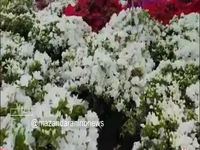 نخستین جشنواره گل آزالیا در رامسر