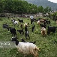 پشم‌چینی گوسفندان و تشک‌دوزی سنتی در سوادکوه