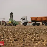 برداشت چغندر‌ قند 