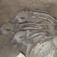 محیط‌بانان کازرون ۶ توله گراز را از مرگ حتمی نجات دادند