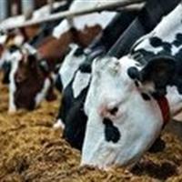 صادرات خوراک دام ازخراسان شمالی به عراق
