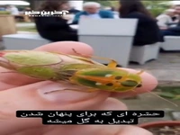 خوشگل‌ترین نوع سوسک