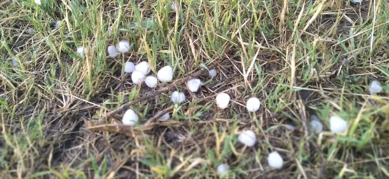 خسارت تگرگ به بخش کشاورزی خوی