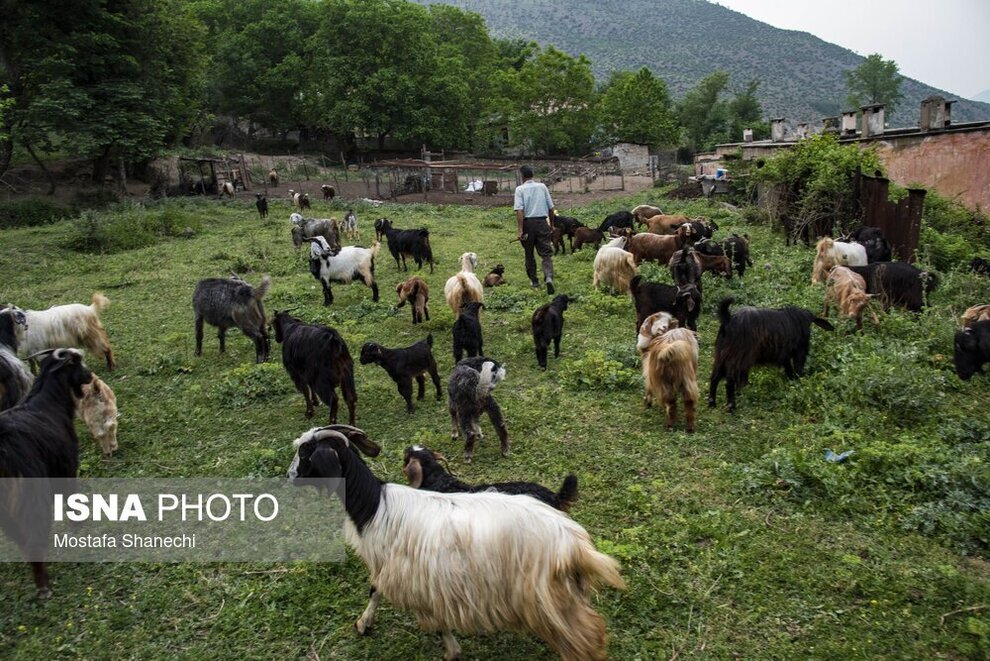 پشم‌چینی گوسفندان و تشک‌دوزی سنتی در سوادکوه