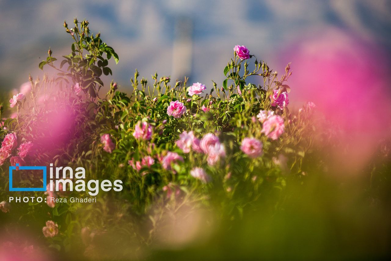 برداشت گل محمدی از باغات میمند