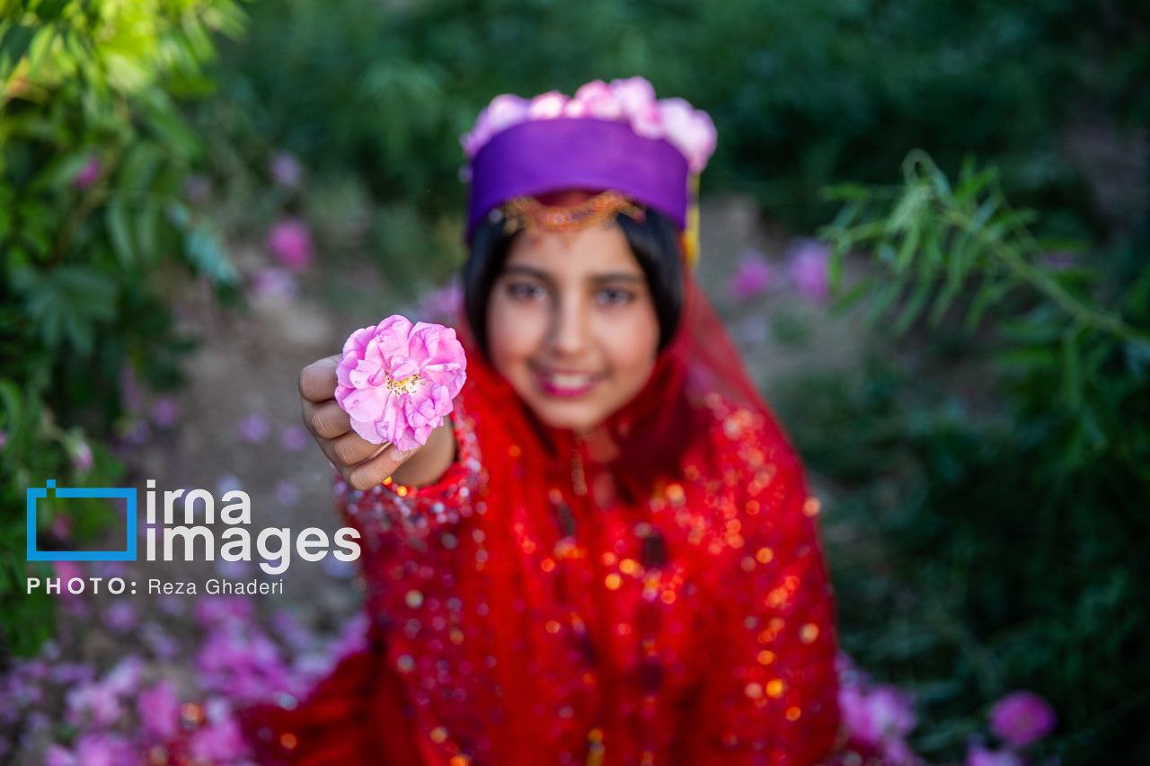 برداشت گل محمدی از باغات میمند