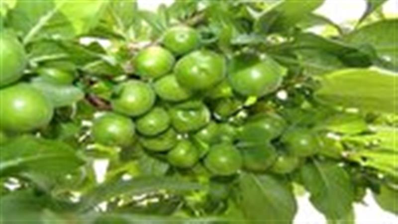 پیشبینی برداشت ۷۶۵ تُن محصول گوجه سبز در قزوین