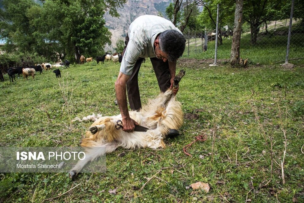 پشم‌چینی گوسفندان و تشک‌دوزی سنتی در سوادکوه