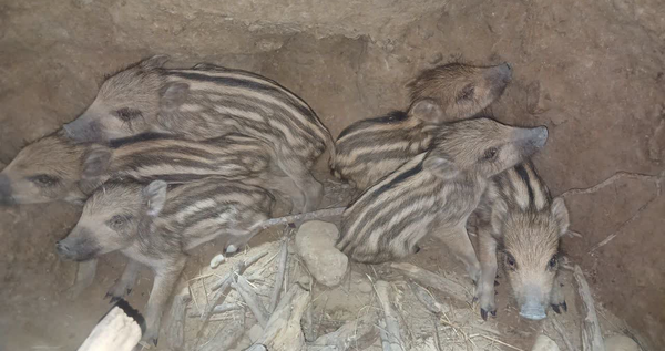 محیط‌بانان کازرون 6 توله گراز را از مرگ حتمی نجات دادند