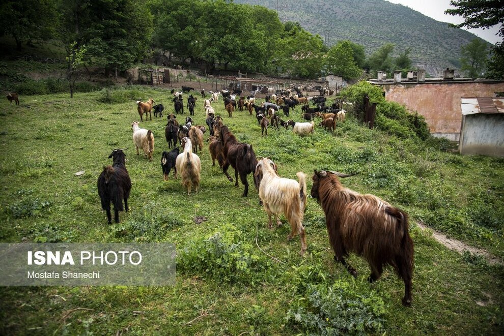 پشم‌چینی گوسفندان و تشک‌دوزی سنتی در سوادکوه