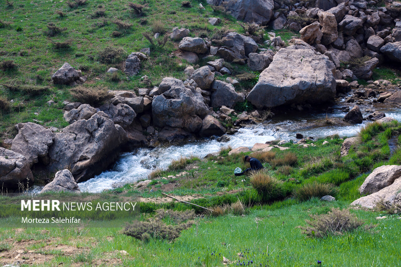 طبیعت بهاری «بیدکان» در چهارمحال و بختیاری