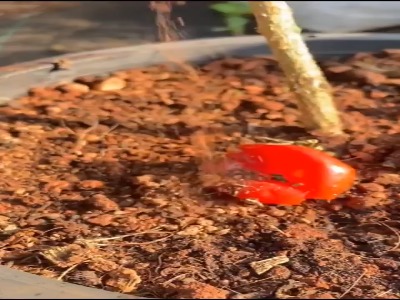 روش جالب کاشت گوجه گیلاسی