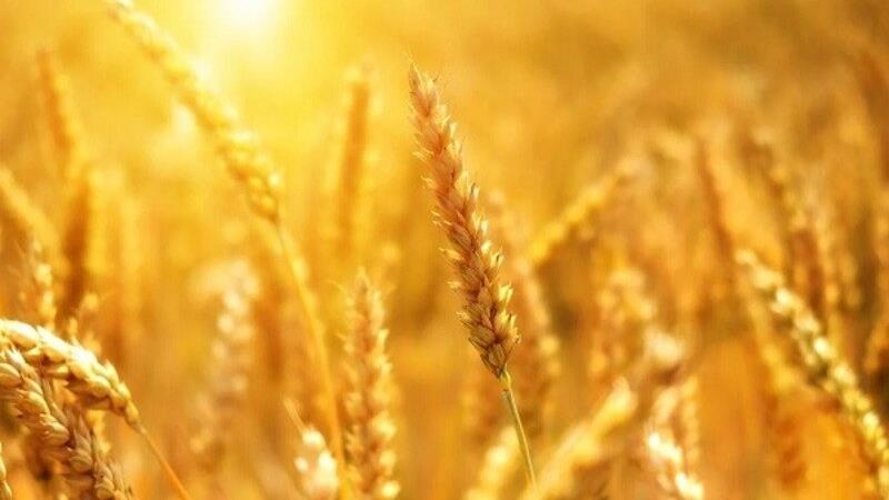 پیشبینی برداشت بیش از ۵۴ هزار تن گندم از مزارع گالیکش