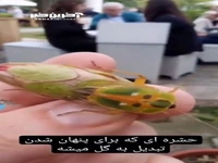 استتار یک حشره به شکل گل!