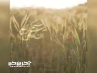 نسیمی کز بن آن کاکل آیو 