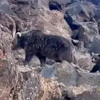  عبور خانوادگی خرس سبلان از کنار کوهنوردان 
