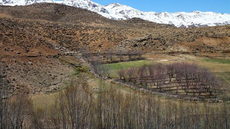 ۲۶۸ گونه گیاهی در کوه کلار چهارمحال و بختیاری شناسایی شد