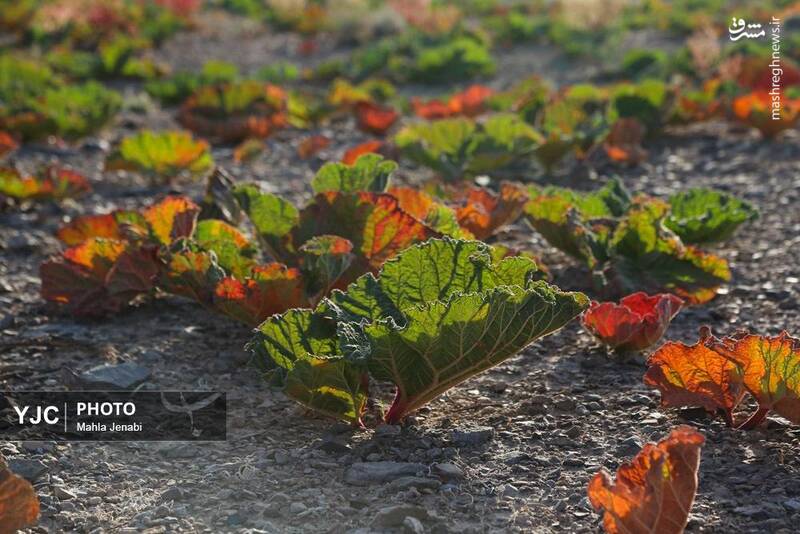 دشت ریواس بردسیر و چشمه گز در کرمان