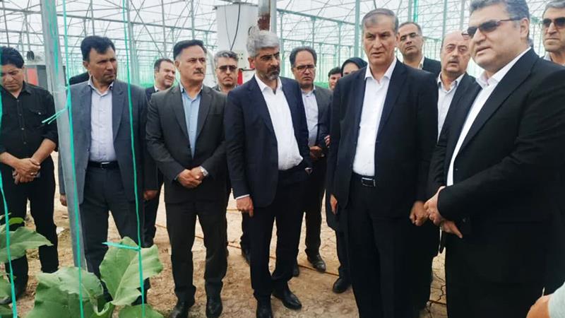 معاون وزیر جهاد کشاورزی: کشت گلخانهای در راستای امنیت غذایی توسعه مییابد
