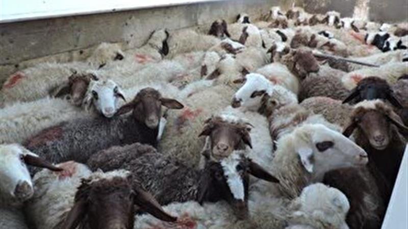 کشف ۳۰۰ راس گوسفند قاچاق در کرمانشاه
