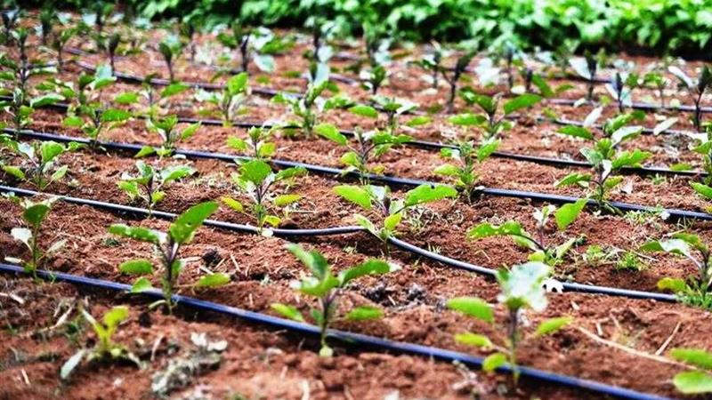 ۷۰۰ هکتار زمین کشاورزی استان مرکزی زیر چتر آبیاری نوین