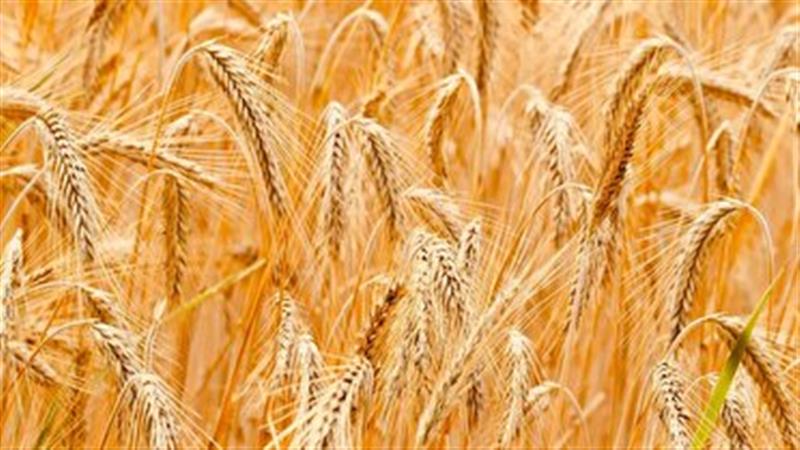 آغاز خرید تضمینی گندم در خراسان جنوبی