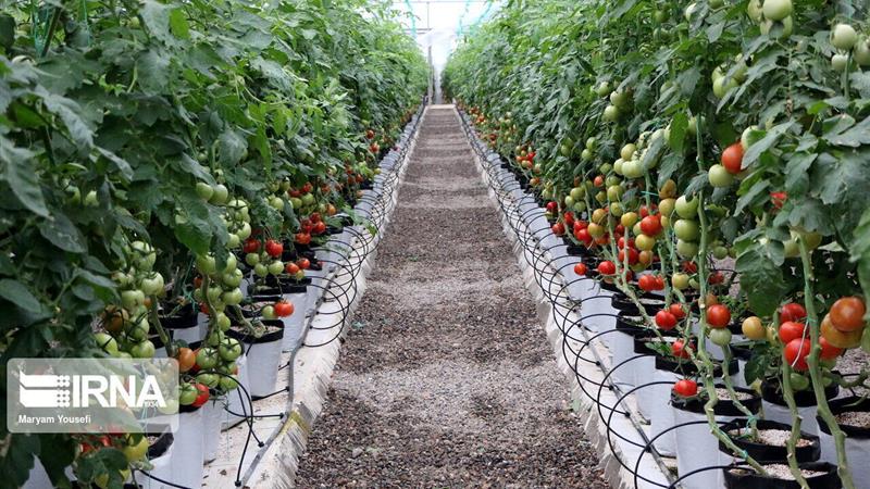 بستههای حمایتی متنوع برای توسعه کشت گلخانهای ارائه میشود