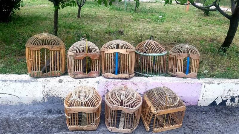 توقیف هفت کبک وحشی از منزل یک متخلف در بانه