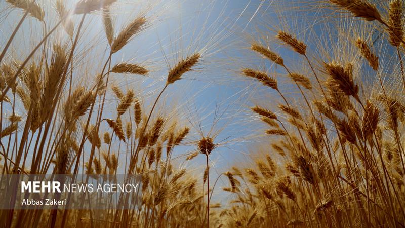 آمادگی برای خرید گندم و کلزا کشاورزان لرستانی