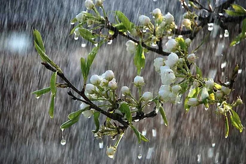 بارشهای رگباری خراسان رضوی را فرا میگیرد