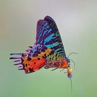 پروانه زیر میکروسکوپ