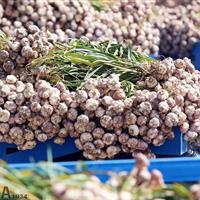 پیش‌بینی تولید ۵۲ هزار تن سیر در مزارع منطقه مغان