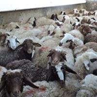 کشف ۳۰۰ راس گوسفند قاچاق در کرمانشاه