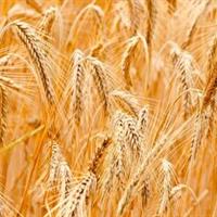 آغاز خرید تضمینی گندم در خراسان جنوبی