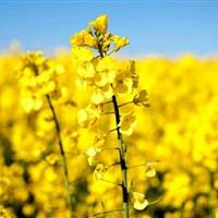 خرید تضمینی ۶۵۰ تن کاملینا در لرستان