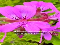 خواص درمانی گل شمعدانی