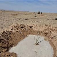 کاشت ۱۲ هزار و ۶۰۰ نهال بیابانی در دشت سربیشه