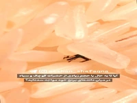  آفت مقاومِ برنج