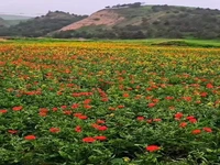 ترکمن صحرا با زیبایی های بی پایانش