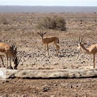 بزرگترین پارک خشکی ایران در گرمسار با ۹ نفر اداره می‌شود