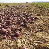 خرید تضمینی پیاز در سیستان و بلوچستان آغاز شد