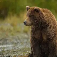 خرس قهوه‌ای در الیگودرز شکار دوربین شد