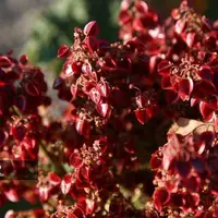 دشت ریواس بردسیر و چشمه گز در کرمان