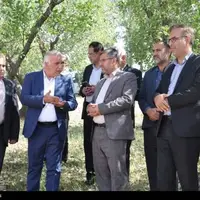 دادستان یاسوج به قطع درختان بلوط ورود کرد